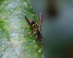 Ropalidia socialistica