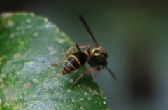 Ropalidia socialistica