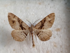 Alcis deversata