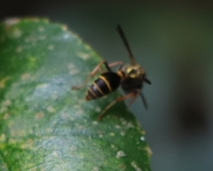 Ropalidia socialistica