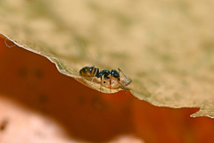 Tapinoma subboreale