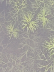 Ranunculus trichophyllus