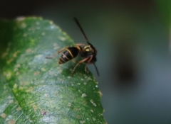 Ropalidia socialistica