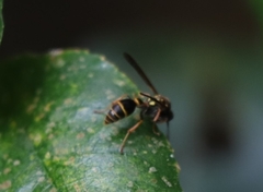 Ropalidia socialistica