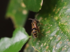 Ropalidia socialistica