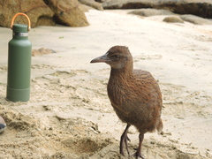 Gallirallus australis