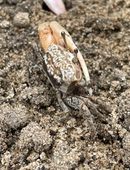 Austruca occidentalis