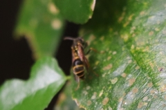 Ropalidia socialistica