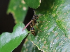 Ropalidia socialistica