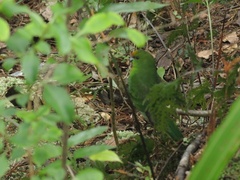 Cyanoramphus auriceps