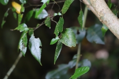 Ropalidia socialistica