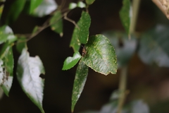 Ropalidia socialistica