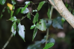 Ropalidia socialistica