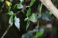 Ropalidia socialistica