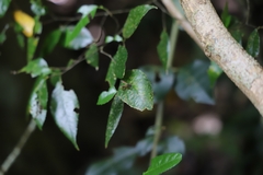 Ropalidia socialistica