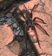 Mituliodon tarantulinus