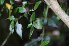 Ropalidia socialistica