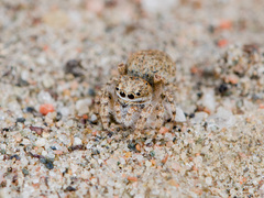 Yllenus turkestanicus