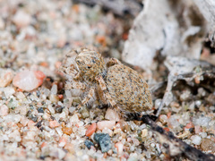 Yllenus turkestanicus