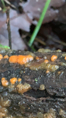 Dacrymyces stillatus