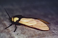 Machaeraptenus ventralis