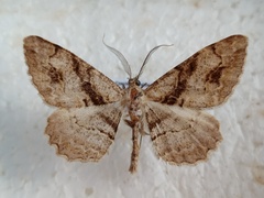 Alcis deversata