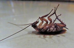 Periplaneta americana image