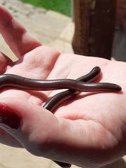 Afrotyphlops bibronii