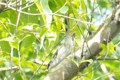 Pericrocotus divaricatus