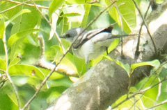 Pericrocotus divaricatus