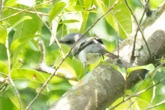 Pericrocotus divaricatus