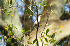 Pericrocotus divaricatus