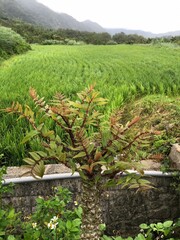 Zanthoxylum ailanthoides