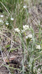 Antennaria luzuloides