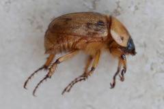 Cyclocephala signaticollis