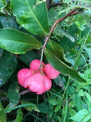 Syzygium samarangense