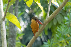 Pelargopsis capensis