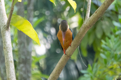 Pelargopsis capensis