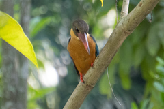 Pelargopsis capensis