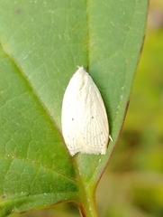 Scythropiodes
