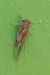 Haemopsalta rubea
