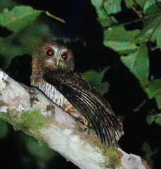Ninox squamipila
