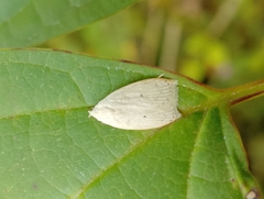 Scythropiodes