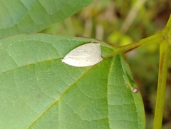 Scythropiodes