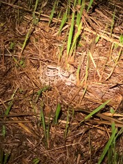 Protobothrops mucrosquamatus