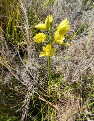 Orthochilus tabularis