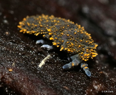 Holacanthella
