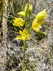 Orthochilus tabularis
