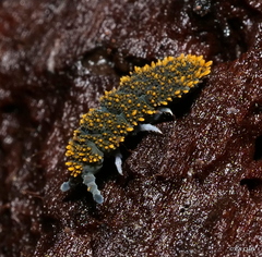 Holacanthella