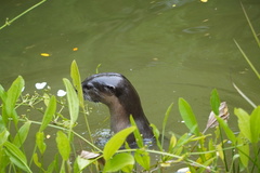 Lutrogale perspicillata